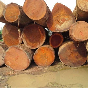 Timber wood, kosso, spruce, pine, tali, iroko, sapele, rose wood, Bubinga logs