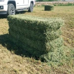 Top Quality American Alfalfa Hay Bales for Animal Feed