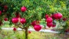 Top Quality Fresh Pomegranates from Turkey