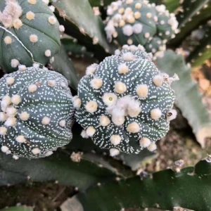 Top sale astrophytum colorful grafted live cactus indoor outdoor Thailand succulent nursery cactus plant online cacti