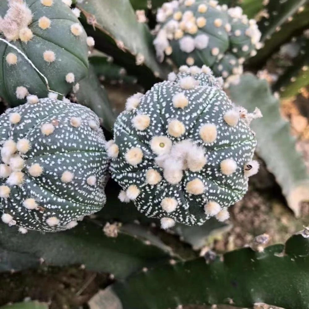 Top sale astrophytum colorful grafted live cactus indoor outdoor Thailand succulent nursery cactus plant online cacti
