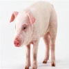 Veterinary Vitamin and Mineral Premixes with Vitamins and Minerals for Pigs