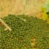vigna beans good quality green mung beans