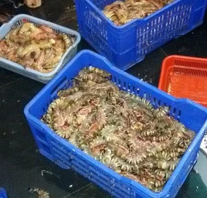 We have for sell  Shrimps Shrimps Sea Caught Prawn Seafood cheap sales