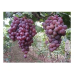 wholesale 2021 High Quality Fresh Fruits red Grape Uzbekistan Grape