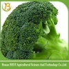 wholesale factory price China Fresh Broccoli