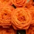 Import Wholesale fresh cut rose flowers for wedding from China