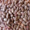 wholesale pinto bean and other kidney beans