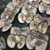 Wholesale Saltwater Pearl Oysters AAAA Loose Pearl