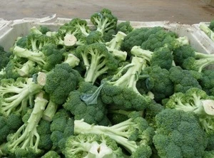 Wholesale Supplier Premium Quality Iqf Frozen Broccoli 40-60