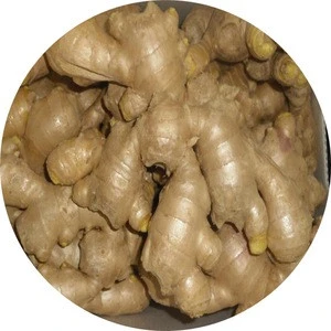Wholesaler fresh ginger