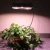 X5 COB 1500W 1800W 2000W LED Grow Light,Sunshine Full Spectrum Grow Light for Greenhouse