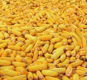 Yellow Corn Dry for Feed and Cumsumption