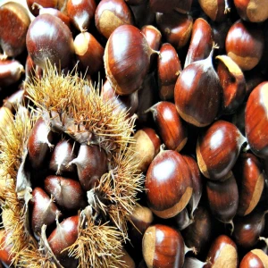Chestnut for sale at wholesale price