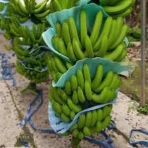Fresh Cavendish Bananas