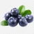 Import Blueberry Bilberry Huckleberry Fresh Fruits From Peru from Peru