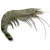 Import Vannamei Prawns from India