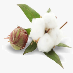 High Quality Organic Raw Cotton raw cotton fiber raw cotton