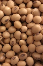 Soyabeans