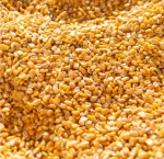 Maize