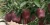 Import Flower Cow Apple from China