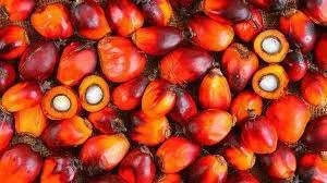 palm oil, palm nuts, palm kernel and palm oil sludge