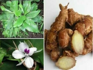 Turmeric High Quality Plant Wholesale Price