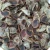 Import Best Quality Dried operculum shellfish from Tanzania