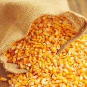 Feed Grade Yellow Maize – Clean, Dried, and Ready for Export