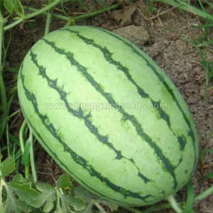 Chinese high quality hybrid watermelon seeds﻿