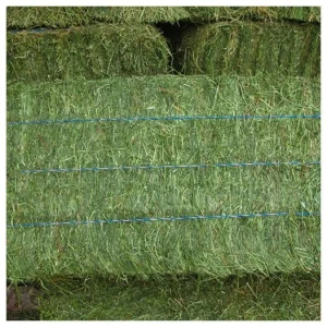 Cheap Top Quality Alfafa Hay for Animal Feeding Stuff Alfalfa ,hay