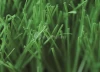 Residential Artificial Grass, MT-Venus