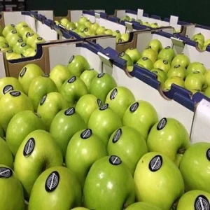 High Quality Fresh Green & Red  Golden Delicious Apples