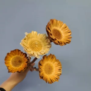 Wholesale Valentines Gift Indoor Decorative Dried African Sunflower Flowers