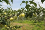 Korla Fragrant Pear