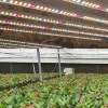 Dimmable Under CanopyFull Spectrum Commercial LED Grow Light For Vertical Farming
