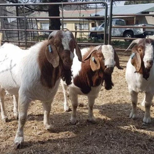 100% Full Blood Boer Goats, Live Sheep, Cattle, Lambs and Cows Ready