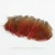 Import 1.6-2.8 Inch(4-7 cm)Wholesale High Quality Natural Red Pheasant Feather from China