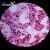 Import 200 kinds microscope slides of pathology for lab kits human medical diseased prepared slides from China