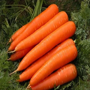 2018 Fresh new crop fresh carrot 10kg carton packing
