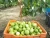 Import 2020 seasonal origin hot selling fresh white and pink guava from Bulgaria