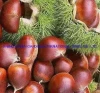 2021new Crop of Top Quality Export Professional Raw Sweet Fresh Chestnut
