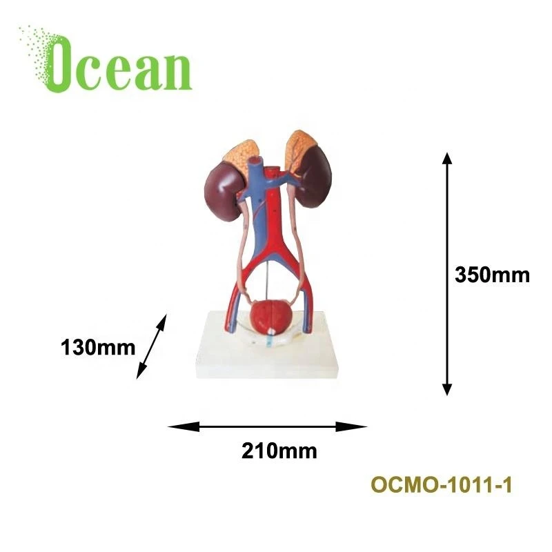 Advanced PVC human male and female urinary system model for teaching Medical Anatomical Human display