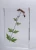 Import agricultural teaching plant life cycle specimen teaching resources plant acrylic embedded specimen from China