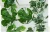 Import artificial plant leaf vine leaves plastic from China