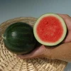 Best Quality Fresh Water melon