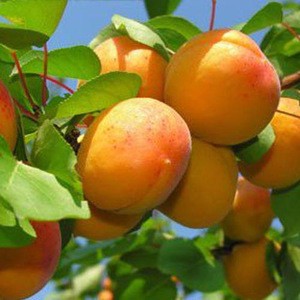 Best Quality Juicy Fresh Apricot / Dry Apricot From South Africa