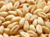 Best Quality Wheat