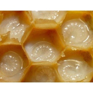 Best Royal Jelly Price Manufacturer Supply Fresh Royal Jelly for sale