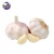 Better quality organic high nutritional value carefully selected white garlic